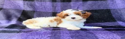 Cavapoo dogs for sale: Sugar - Ad 6