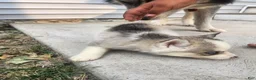 Siberian Husky dogs for sale: Siberian Husky 1 - Ad 5