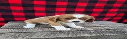 Cavalier King Charles Spaniel dogs for sale: Buttercup - Ad 3