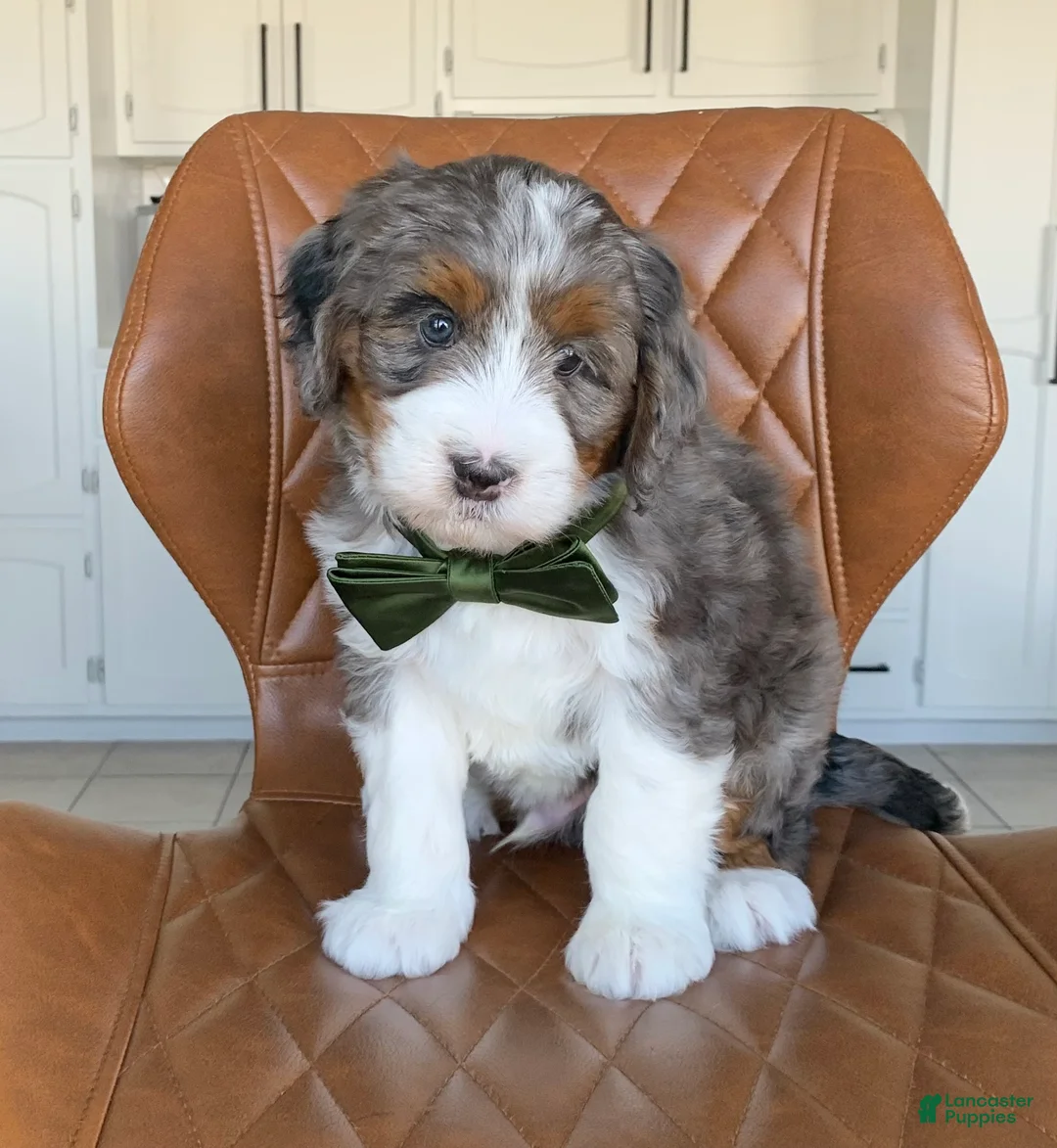 Bernedoodle dogs for sale: Hugo - Ad 1