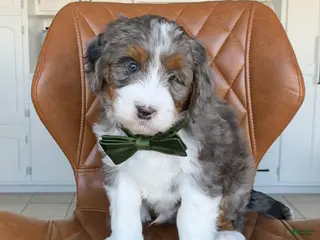 Bernedoodle dogs for sale: Hugo - Ad 4