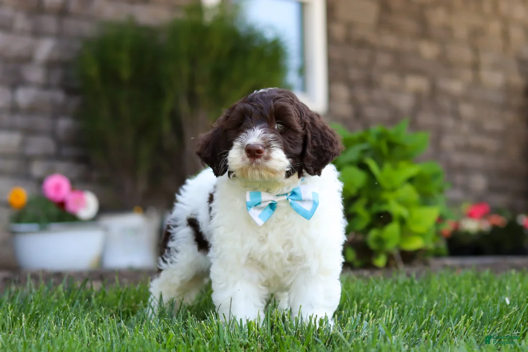 Portuguese Water Dog dogs for sale: Charlie - Ad 2