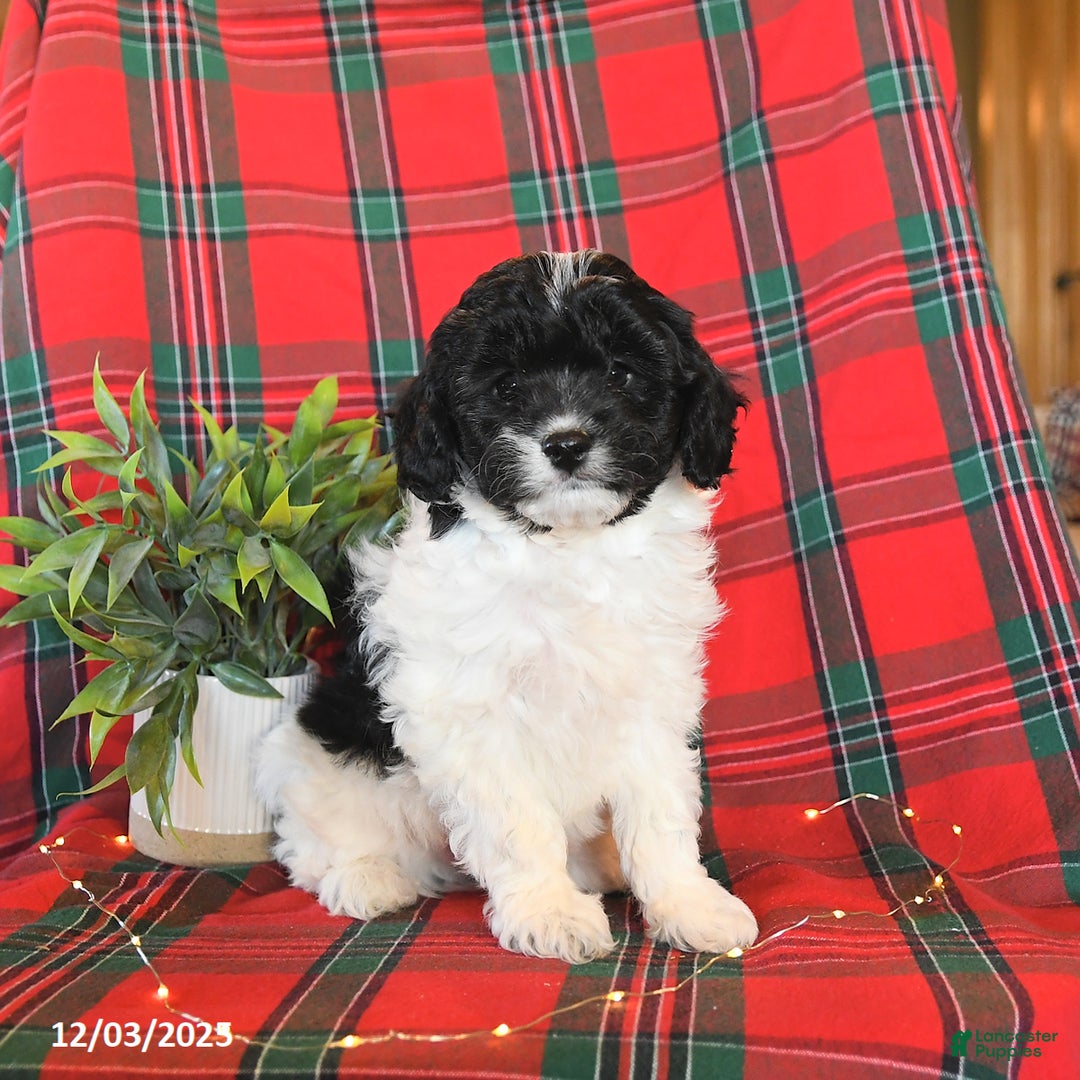 Cavapoo dogs for sale: Archie - Ad 2