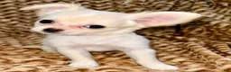 Chihuahua dogs for sale: Pearl - Ad 1