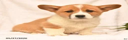 Welsh Corgi Pembroke dogs for sale: Richard - Ad 4