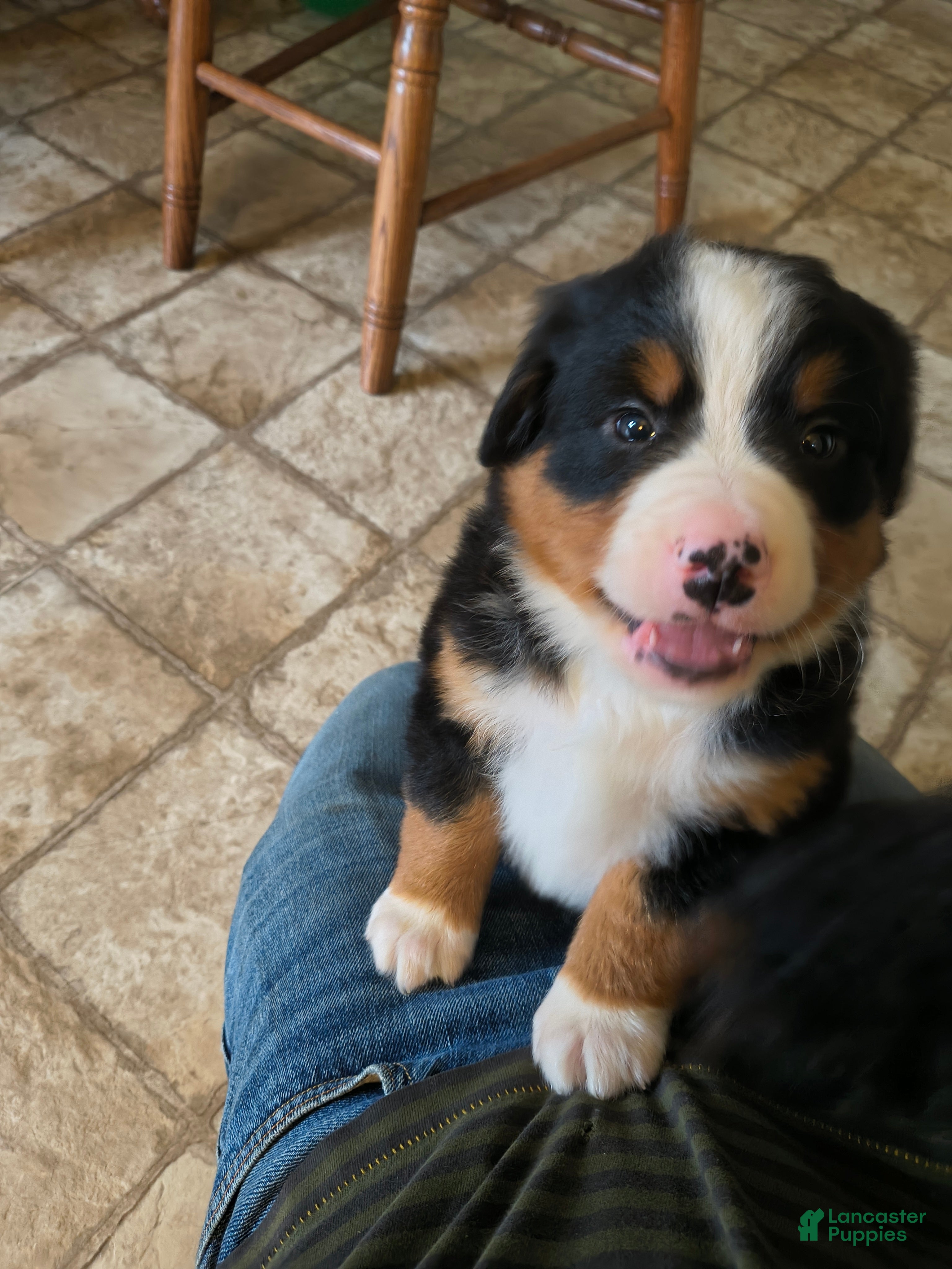 Bernese Mountain Dog dogs Bernese Mountain Dog Puppy 4 - Ad 9