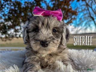 Mini Aussiedoodle dogs - Ad 6