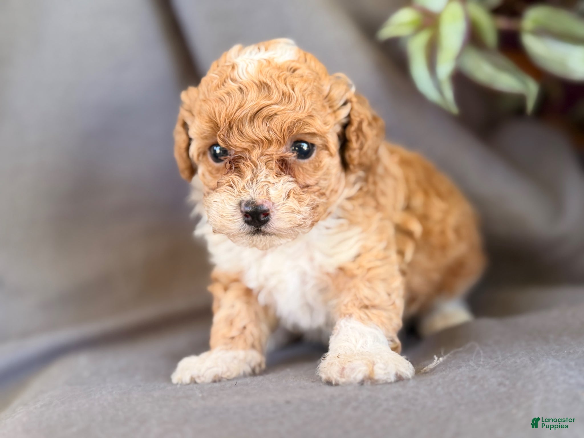 Toy Poodle dogs for sale: Kandy  - Ad 7