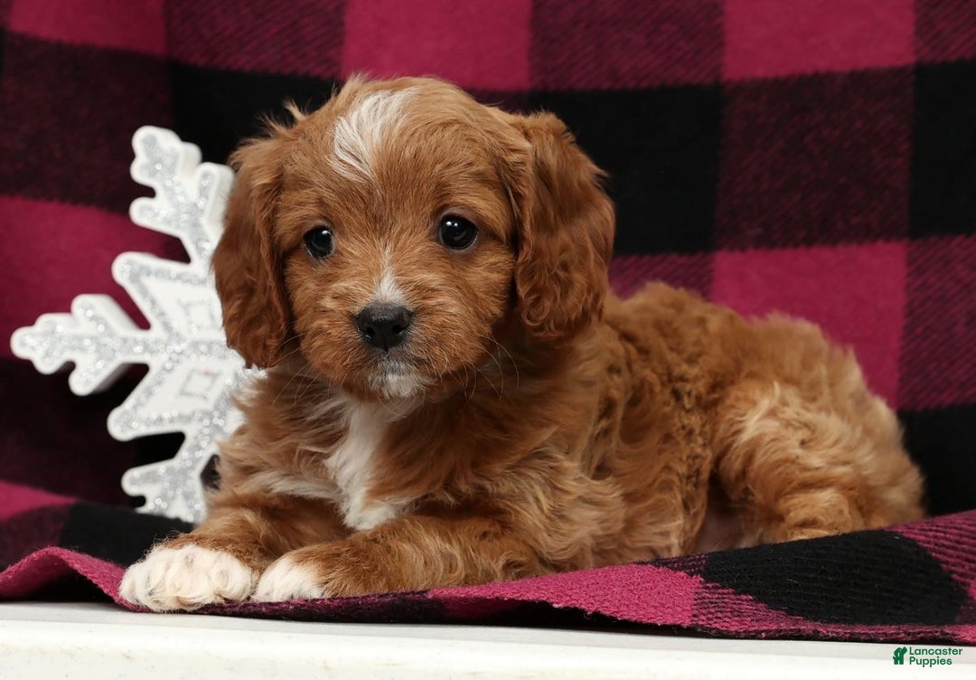 Cavapoo dogs for sale: Holly - Ad 4