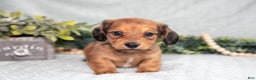 Miniature Dachshund dogs for sale: Karter - Ad 2