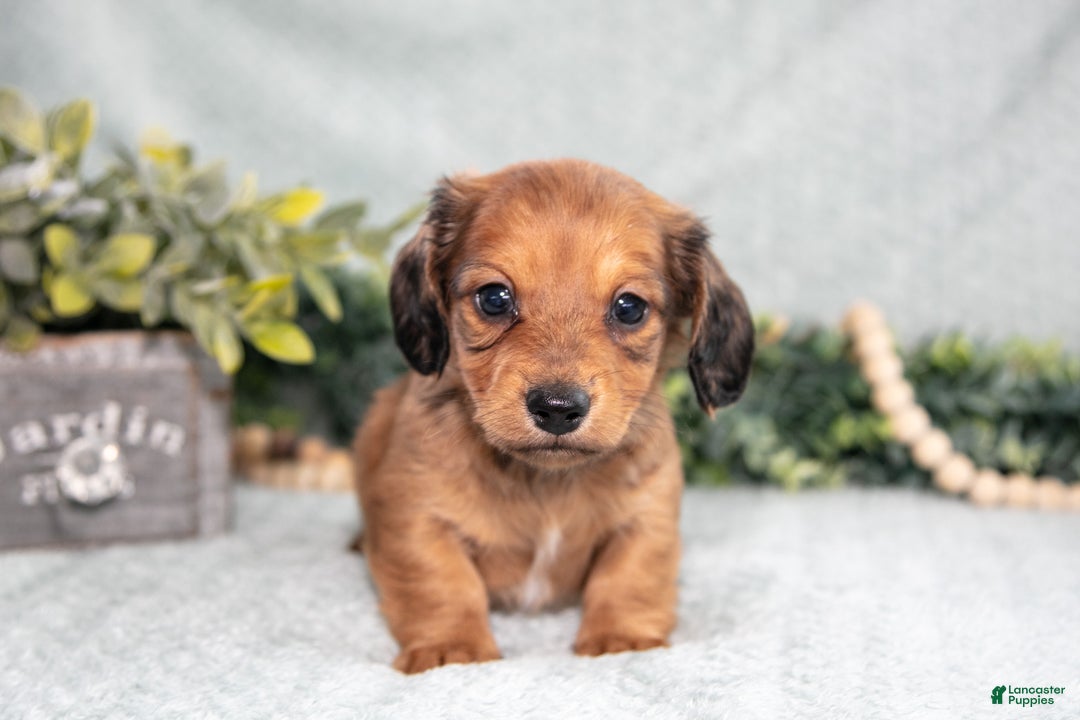 Miniature Dachshund dogs for sale: Karter - Ad 2
