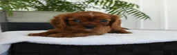 Cavalier King Charles Spaniel dogs for sale: Harvey - Ad 4