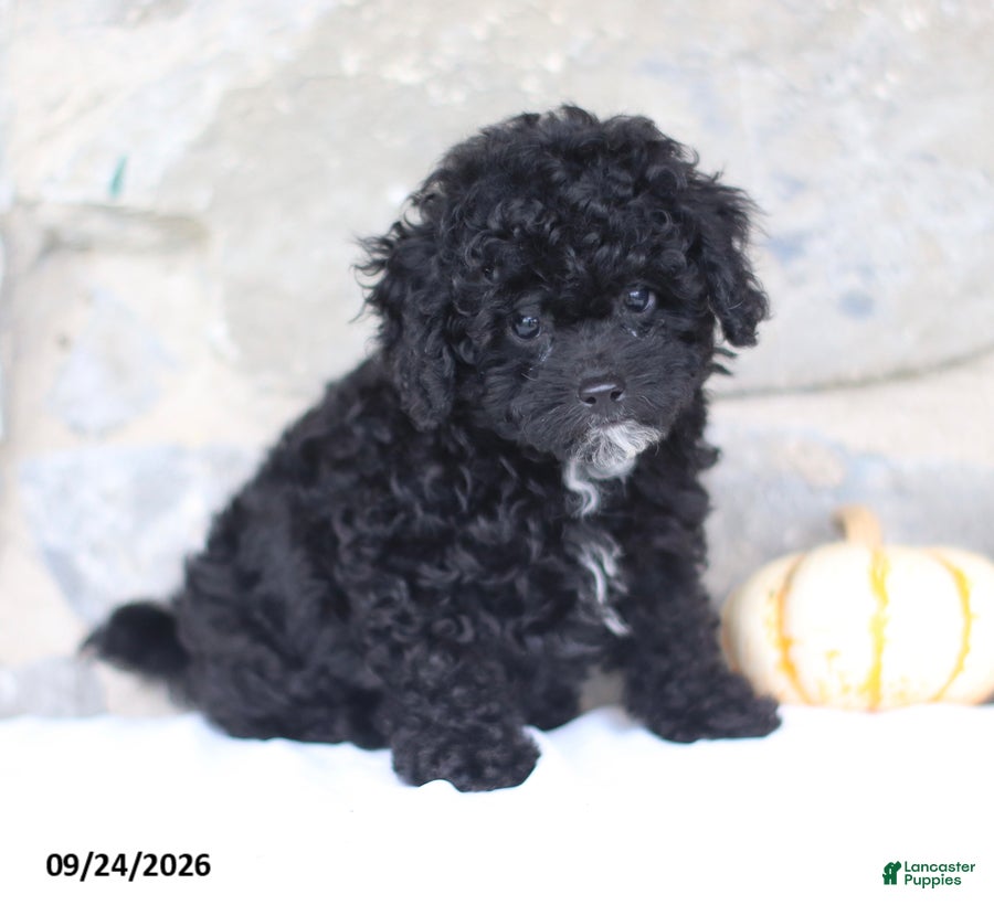 Toy Poodle dogs Clyde - Ad 1