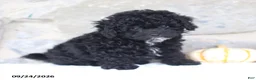 Toy Poodle dogs for sale: Clyde - Ad 1