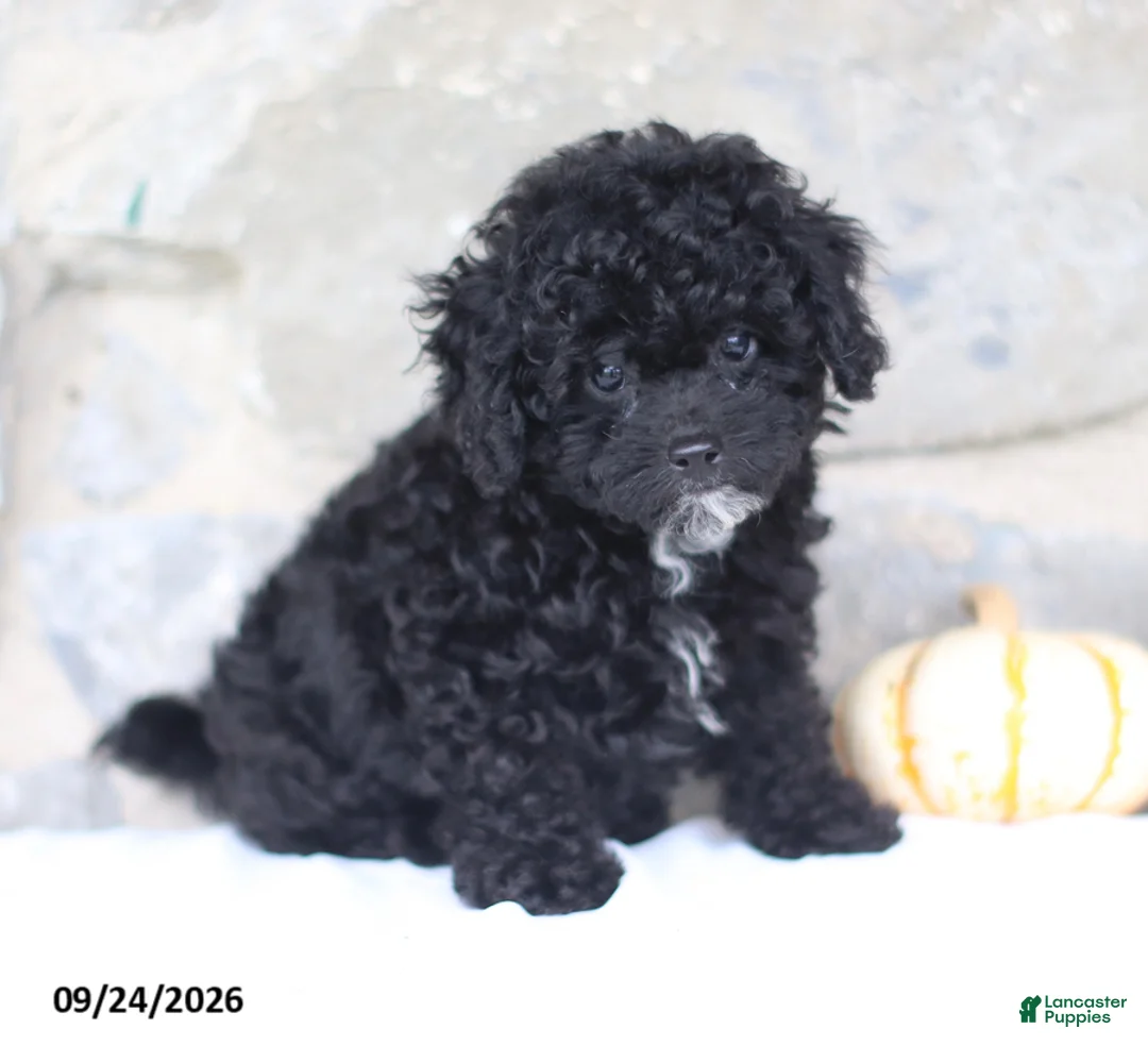 Toy Poodle dogs for sale: Clyde - Ad 1
