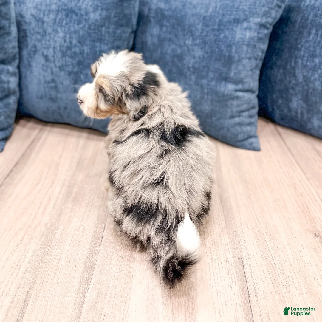 Mini Bernedoodle dogs for sale: Wesley - Ad 4