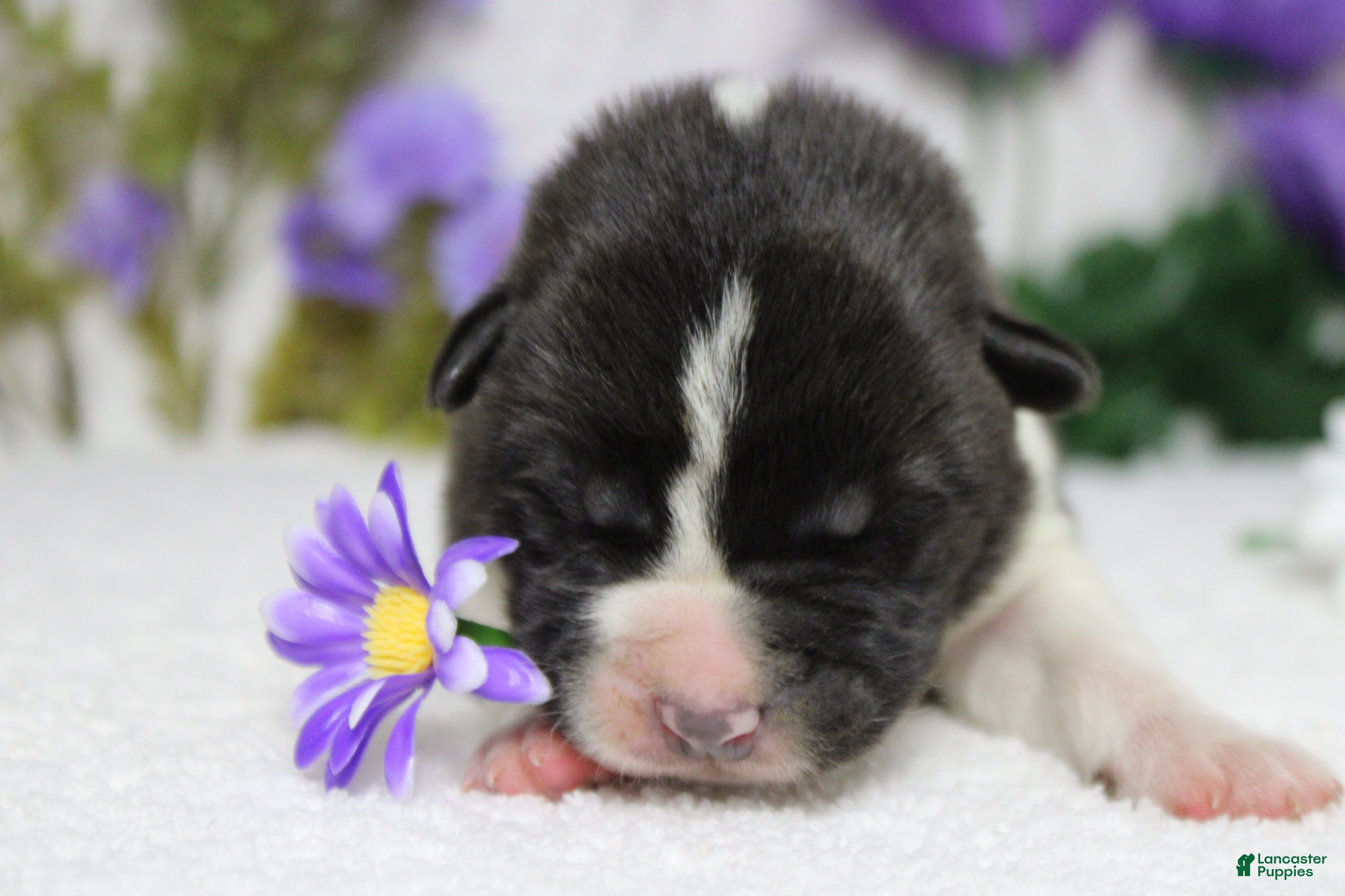 Akita dogs Jonathon  - Ad 6