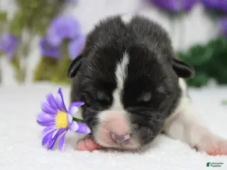 Akita dogs Jonathon - Ad 6