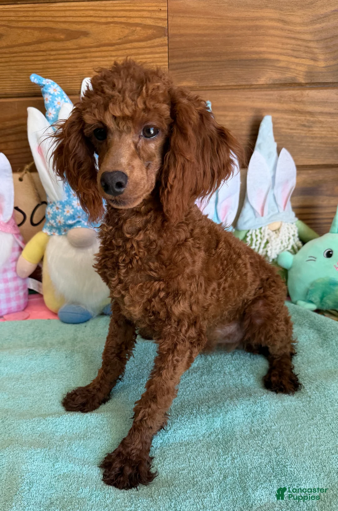 Toy Poodle dogs for sale: Landon - Ad 1