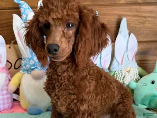 Toy Poodle dogs Landon - Ad 36