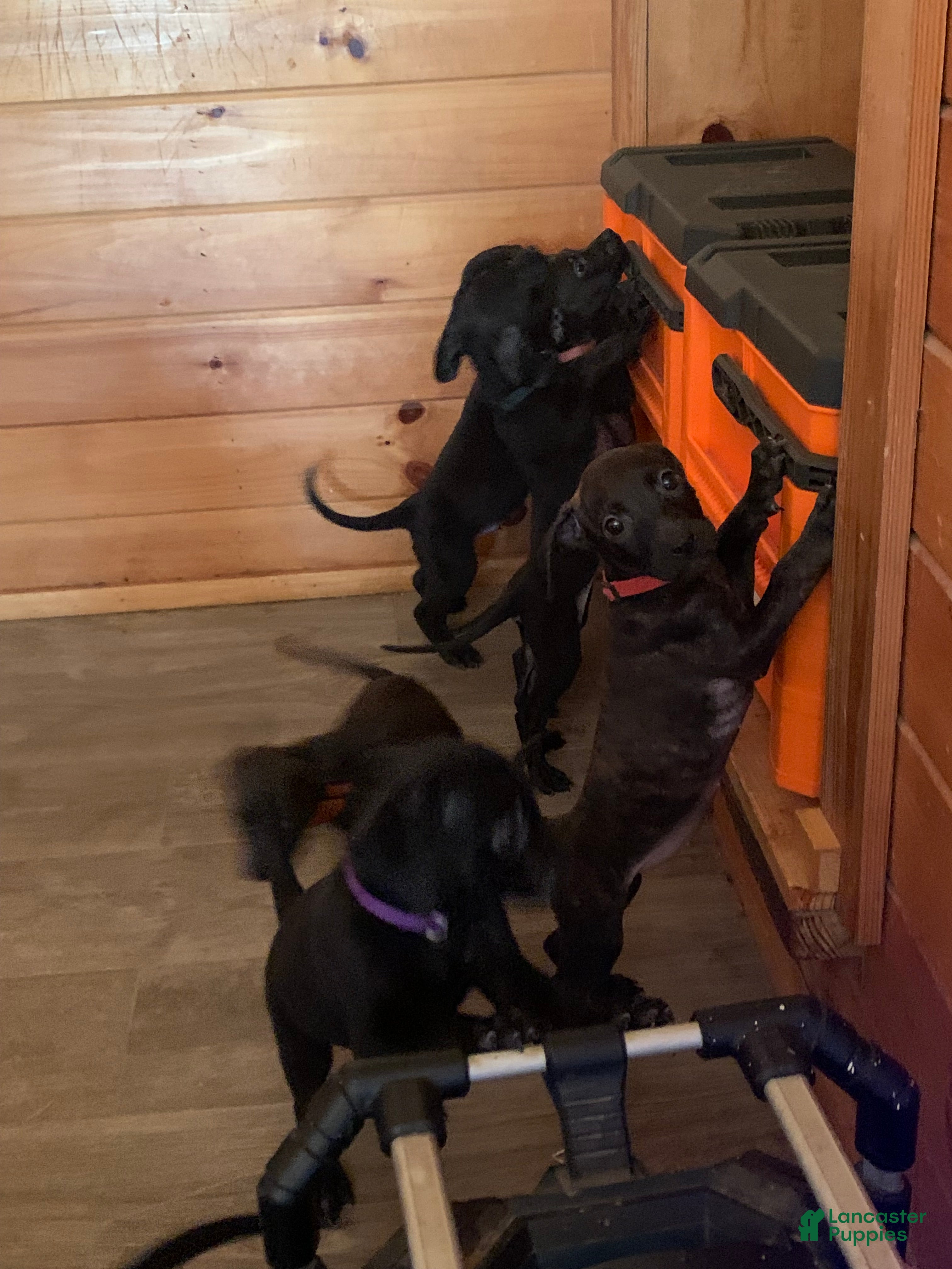Mixed Breed dogs Mixed Breed 12 - Ad 14
