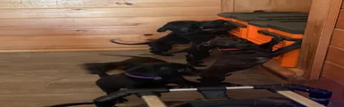 Mixed Breed 12