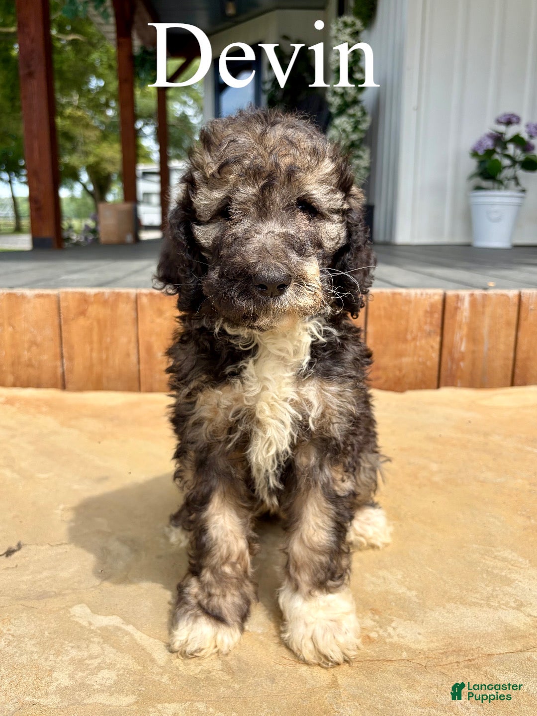 Bernedoodle dogs Devin - Ad 1