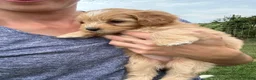 Mini Bernedoodle dogs for sale: Sprinkles - Ad 19