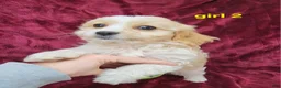 Cavapoo dogs for sale: Miniature Cavapoo girl 2 - Ad 4
