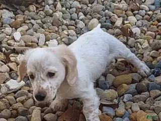 Miniature Dachshund dogs Frankie - Male, Long-haired Miniature Dachshund Puppy - Ad 25