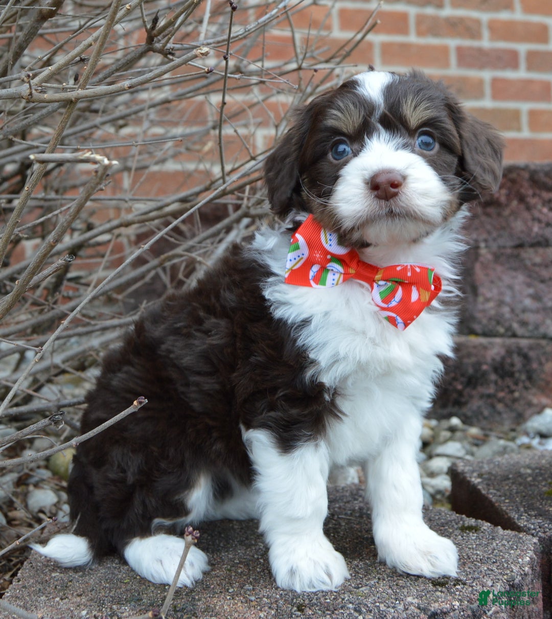 Mini Aussiedoodle dogs for sale: Toy Autumn - Ad 4