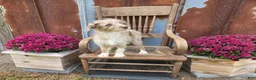Mini Aussiedoodle dogs for sale: F1 Strawberry - Ad 4