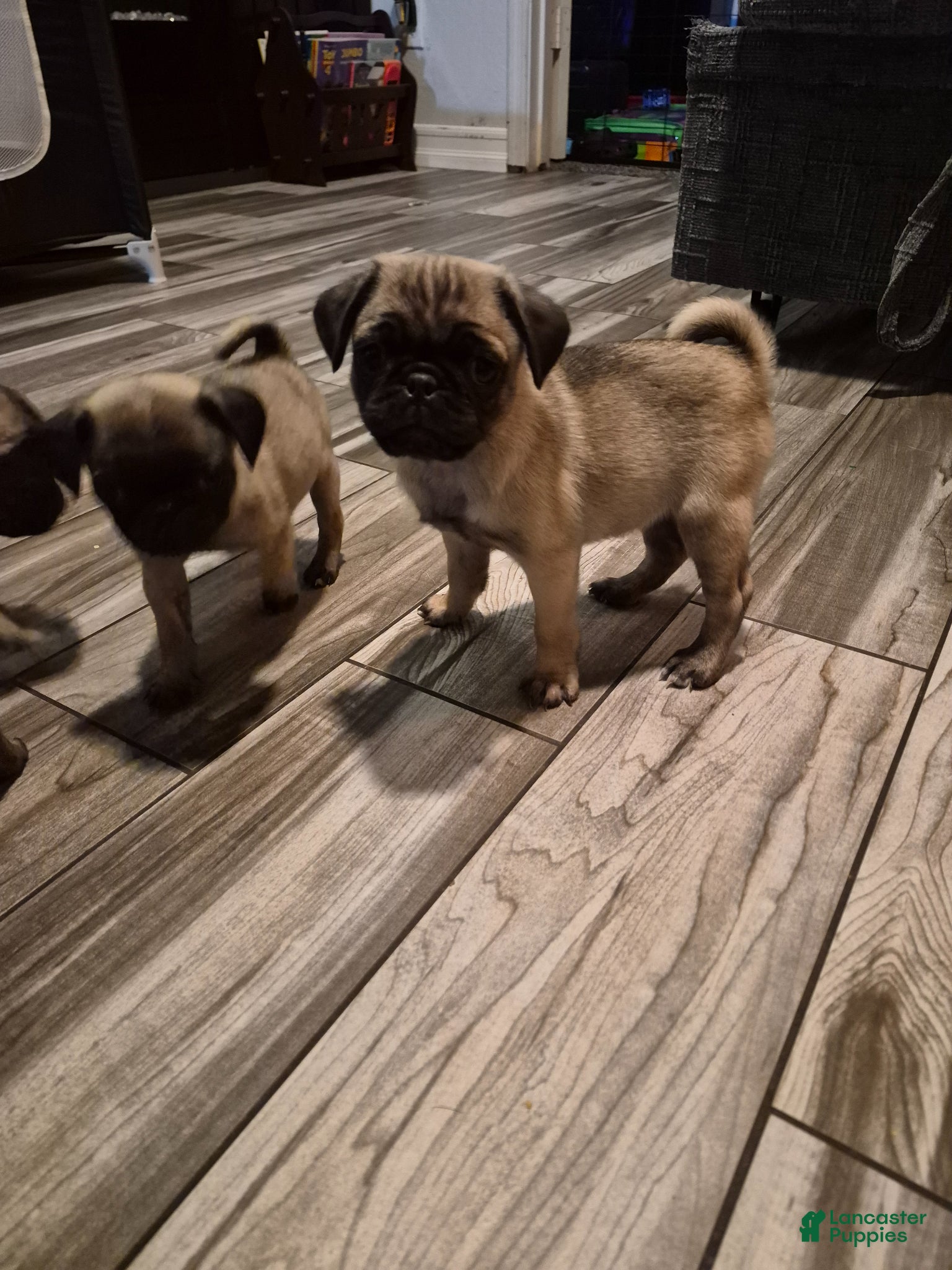 Pug dogs for sale: Pug Puppy 1 - Ad 5
