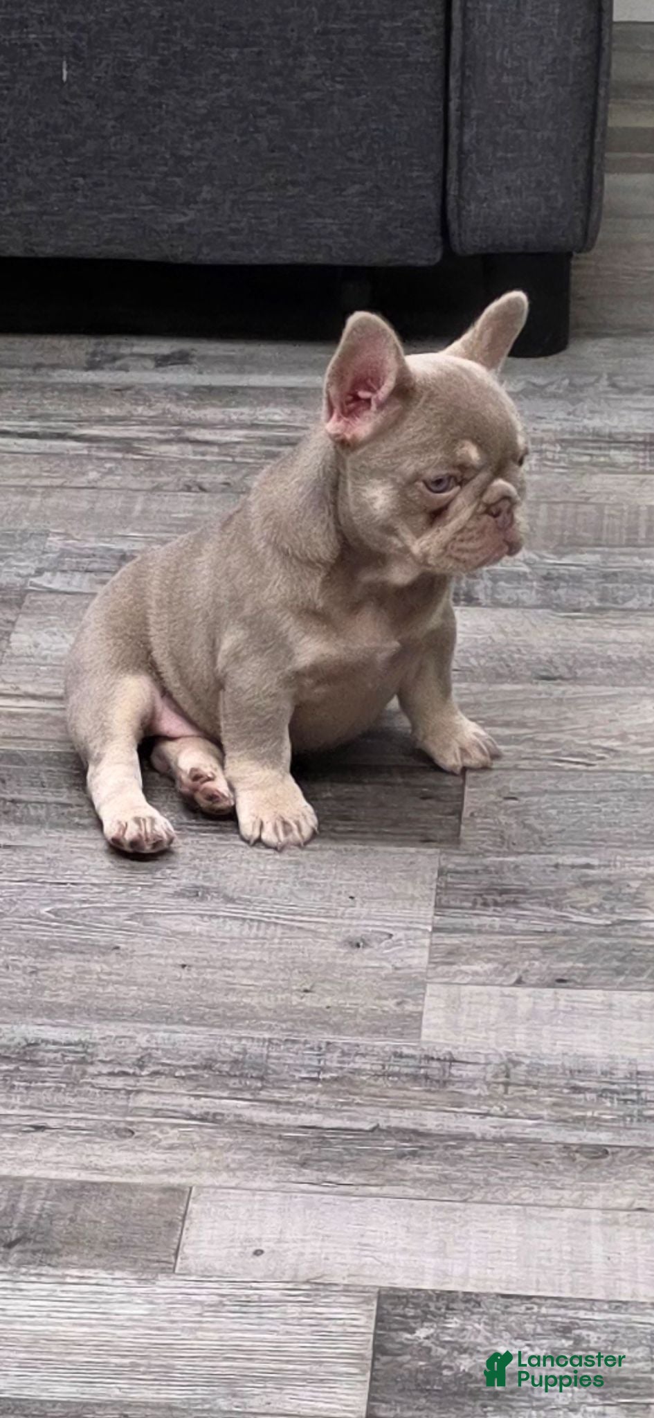 French Bulldog dogs Sandi - Ad 2