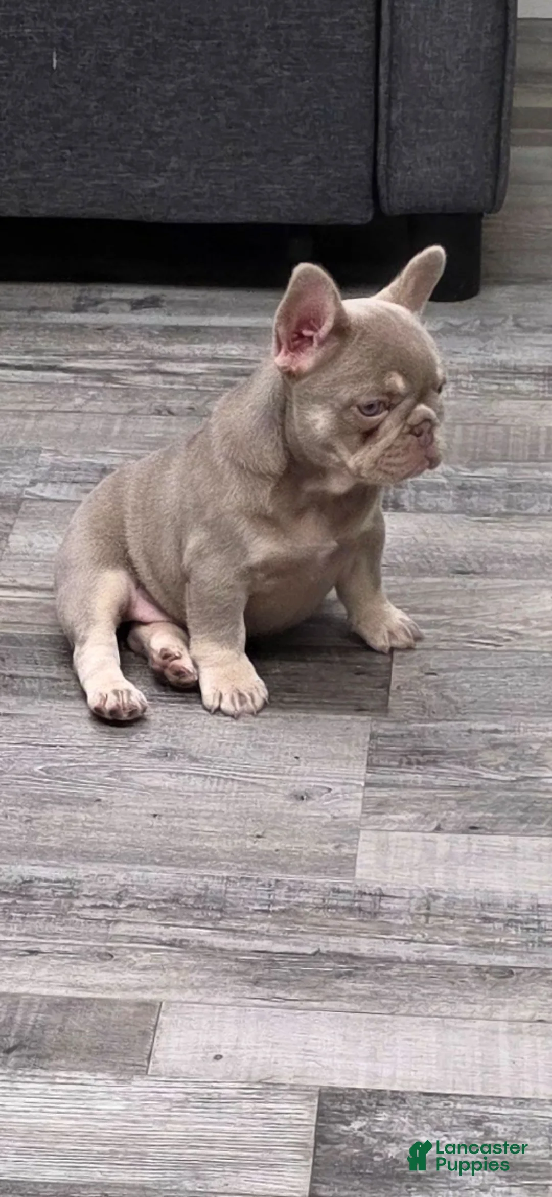 French Bulldog dogs for sale: Sandi - Ad 2
