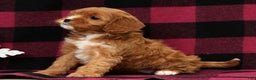 Cavapoo dogs for sale: Angel - Ad 6