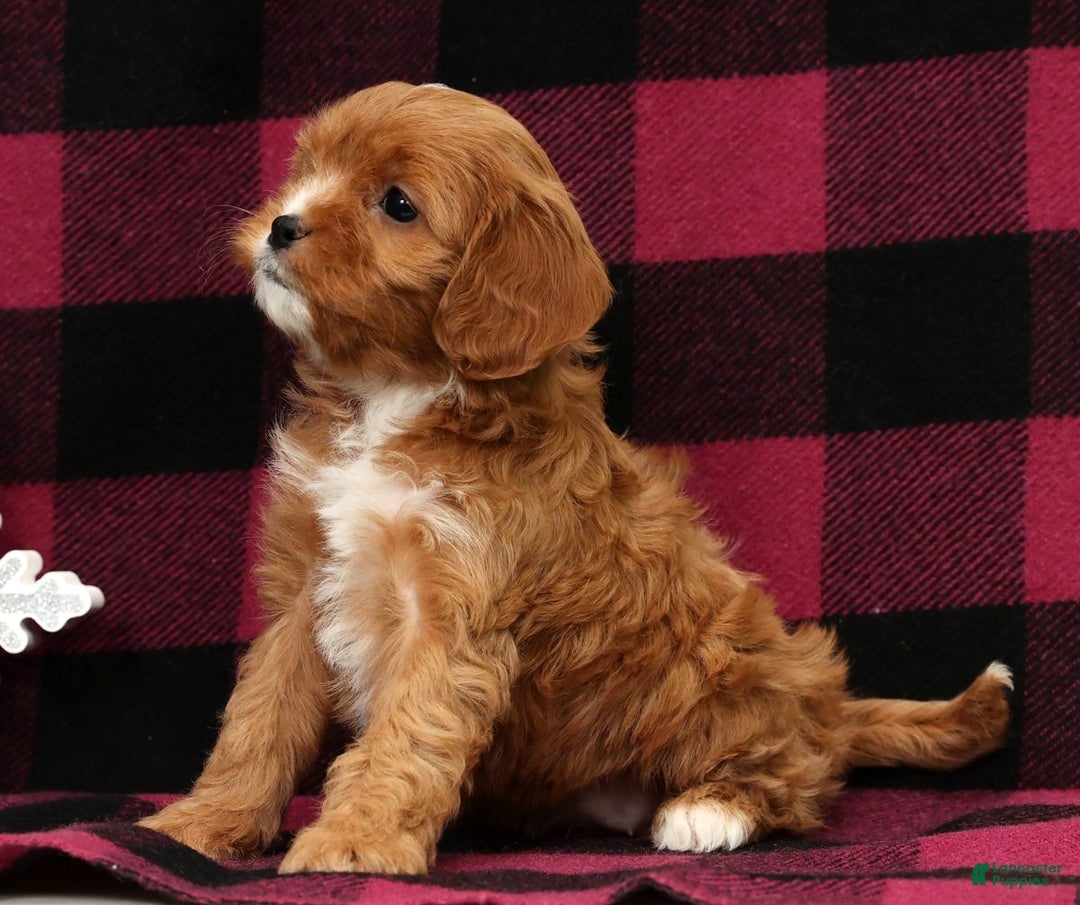Cavapoo dogs for sale: Angel - Ad 6