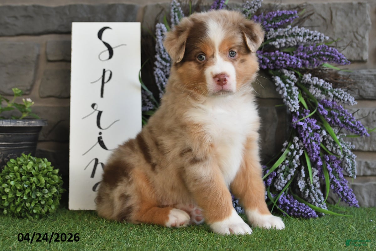 Australian Shepherd dogs Lilac - Ad 1