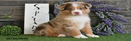 Australian Shepherd dogs for sale: Lilac - Ad 1