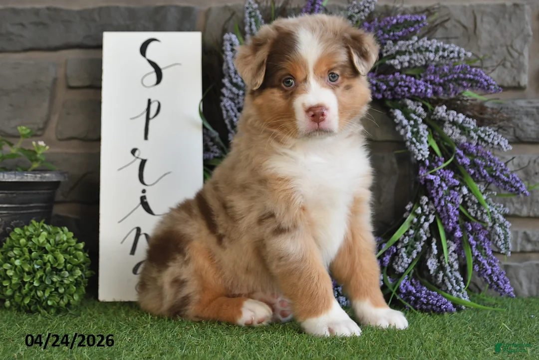 Australian Shepherd dogs for sale: Lilac - Ad 1