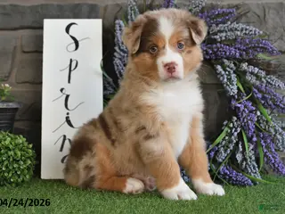 Australian Shepherd dogs for sale: Lilac - Ad 2