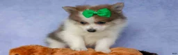 Pomeranian dogs for sale: Ernie🐾 - Ad 10
