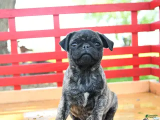Pug dogs for sale: Seth - Ad 2