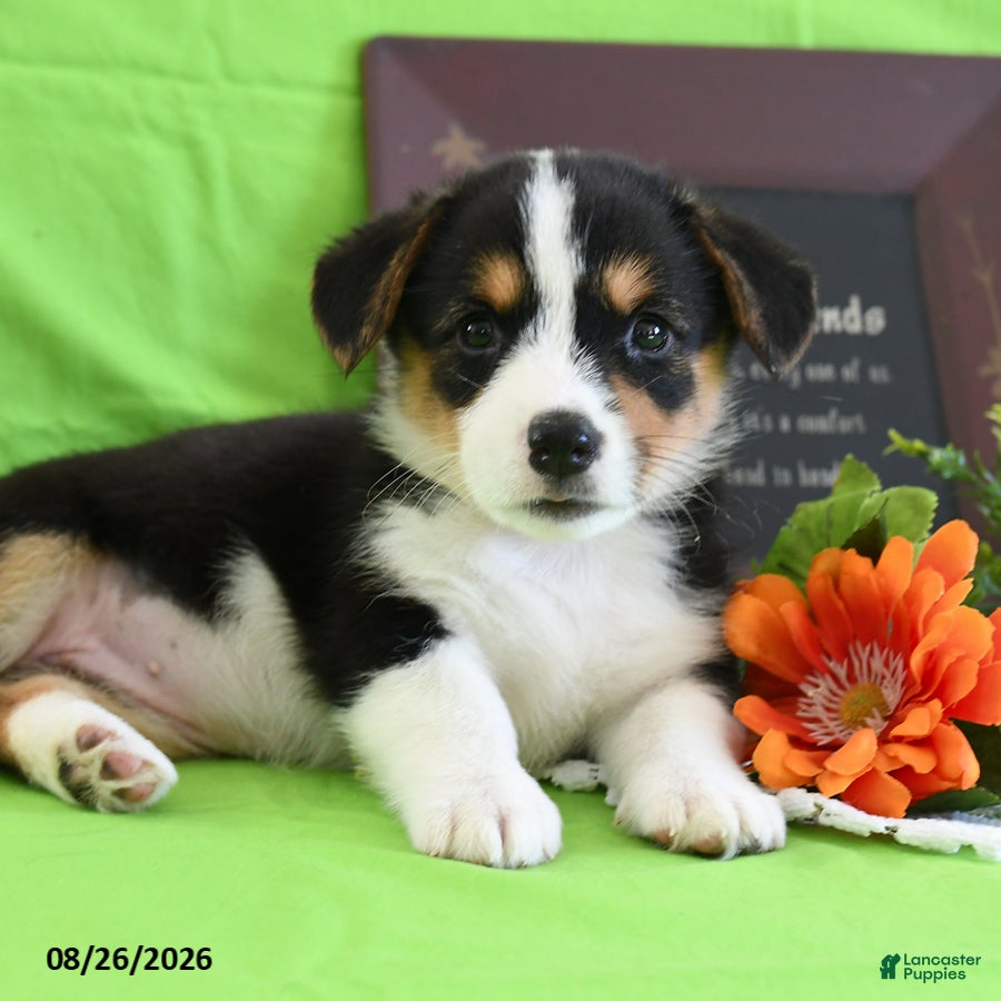 Welsh Corgi Pembroke dogs Christina - Ad 2