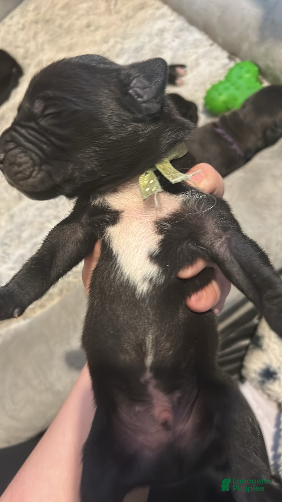 Great Dane dogs Great Dane Puppy 3 - Ad 22