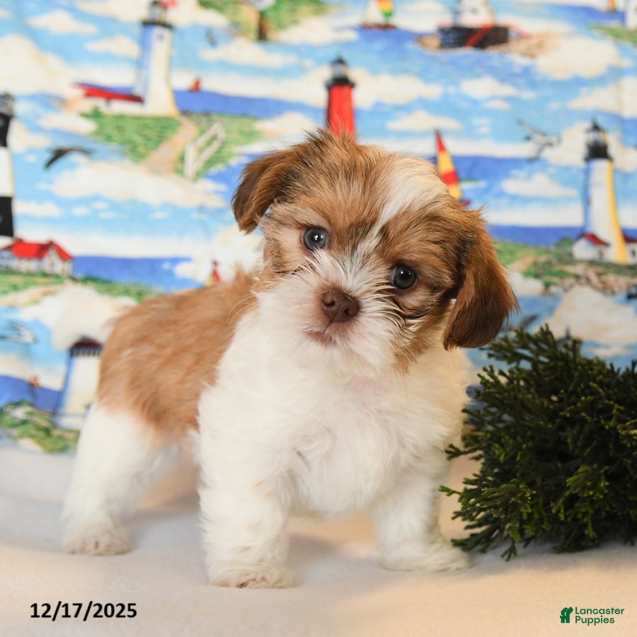 Shorkie dogs Benji - Ad 3