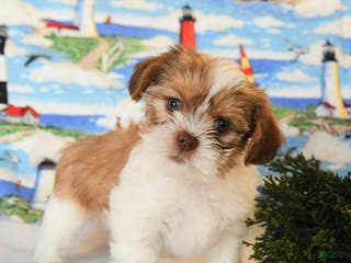 Shorkie dogs Benji - Ad 1