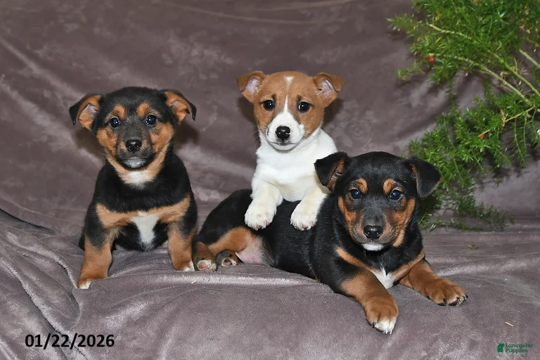 Gallery Image {{count}}