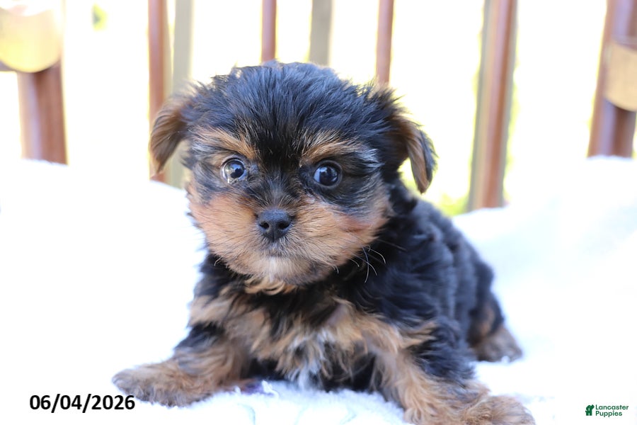 Yorkshire Terrier dogs for sale: Timmy - Ad 3