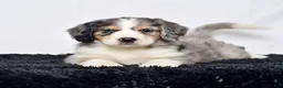 Bernedoodle dogs for sale: Ms. Hazel - Ad 3